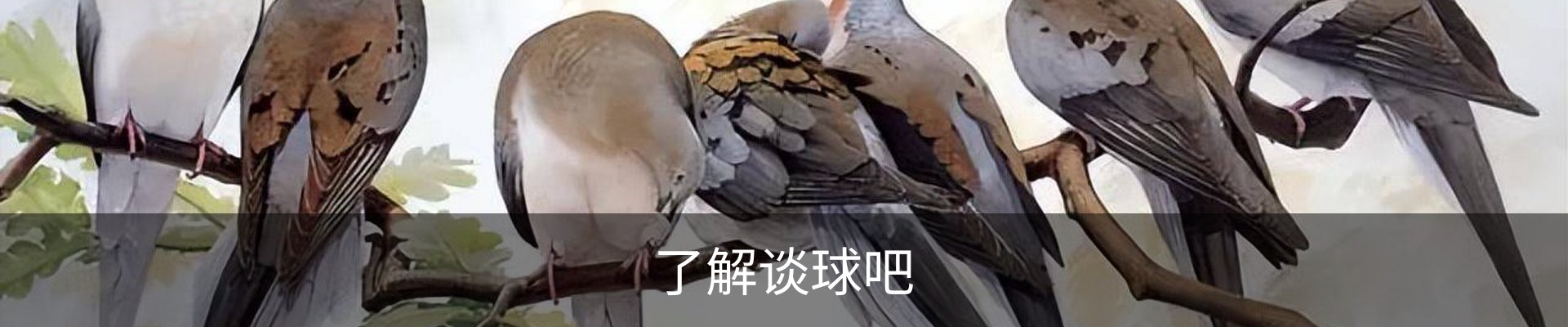 了解谈球吧